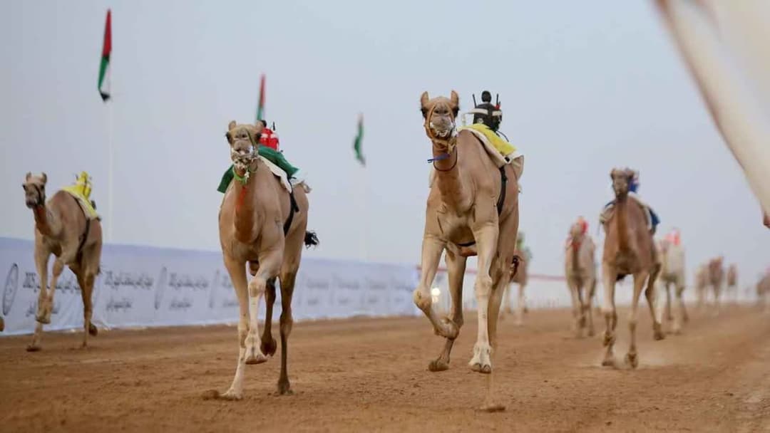 مهرجان العين للهجن