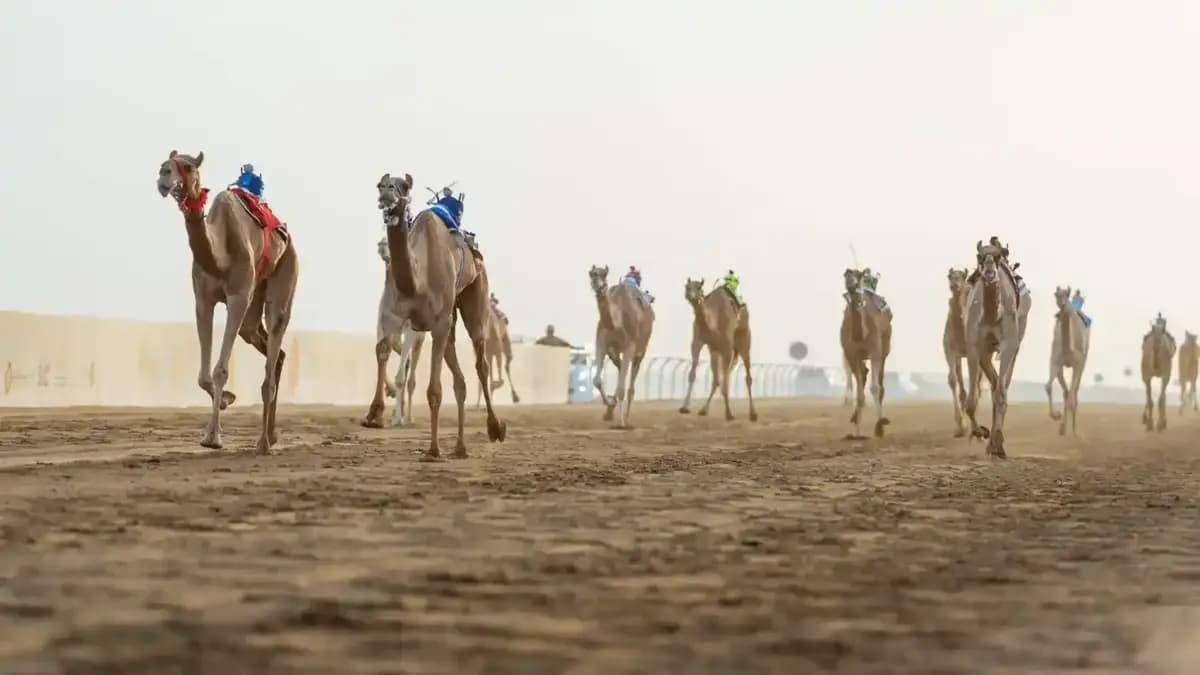 مهرجان ولي العهد