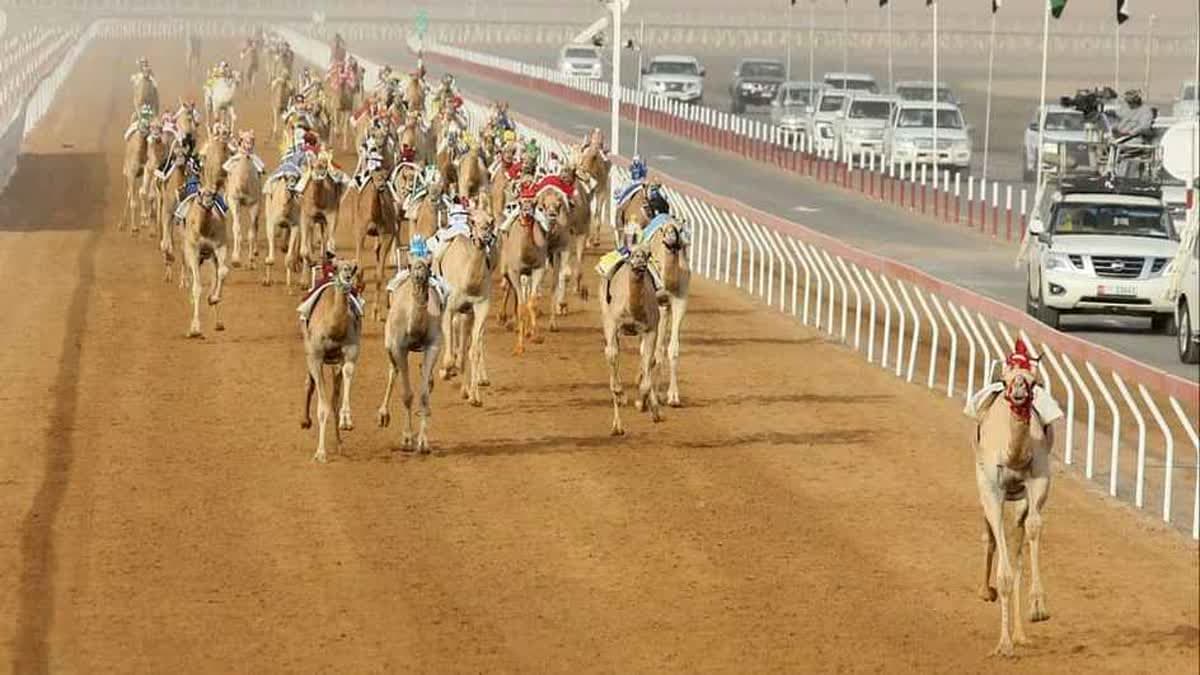 مهرجان العين 2026 للهجن