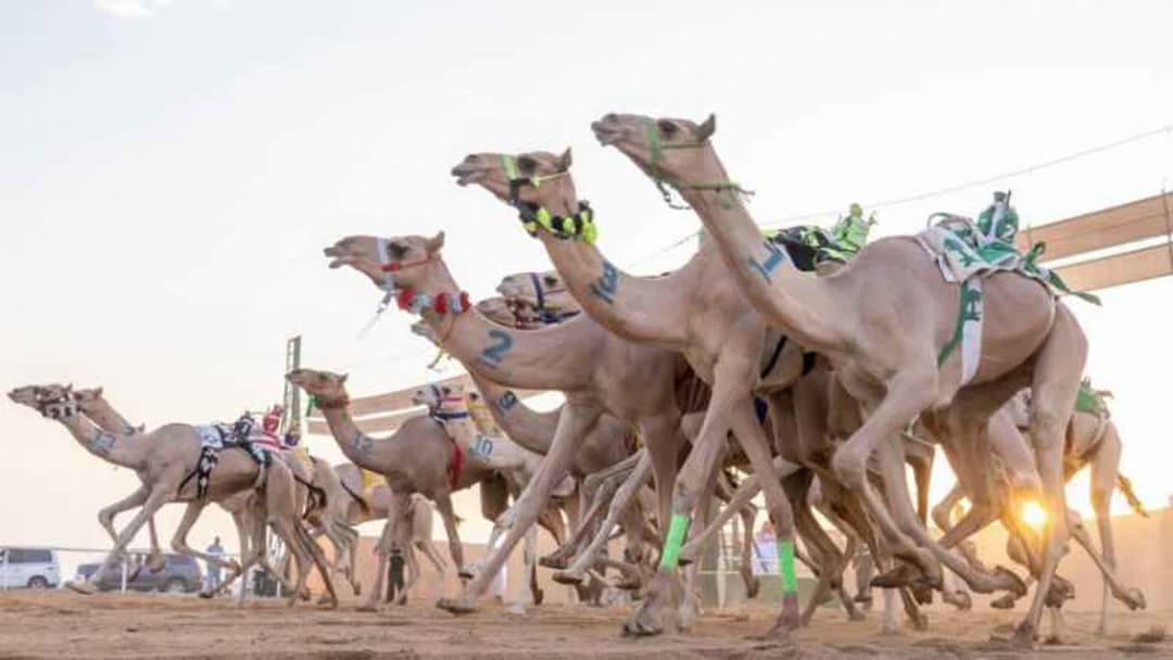 ميدان الهجن بنجران