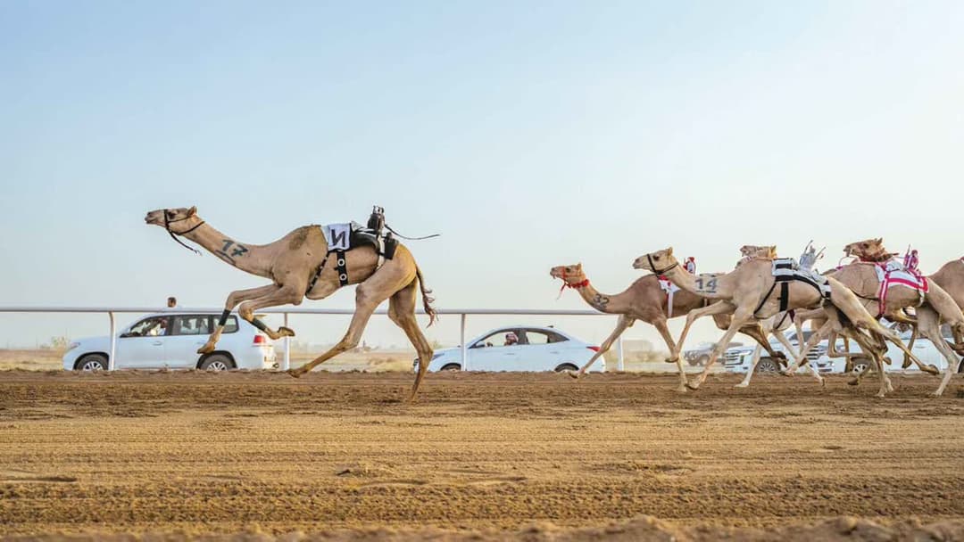 هجن الطائف