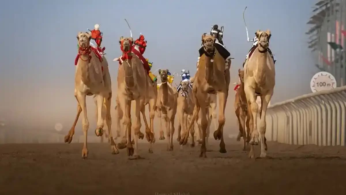 سباقات الهجن