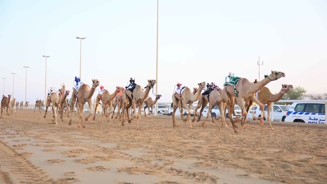 سباق الهجن
