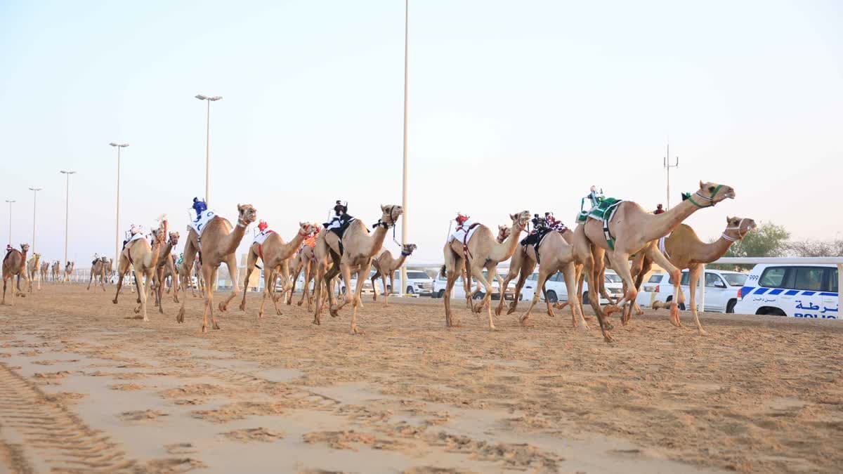 سباق الهجن