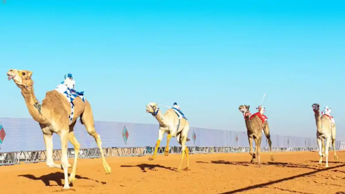 سباق الهجن