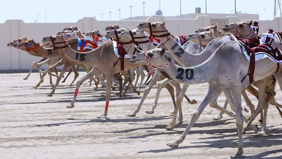 سباق الهجن