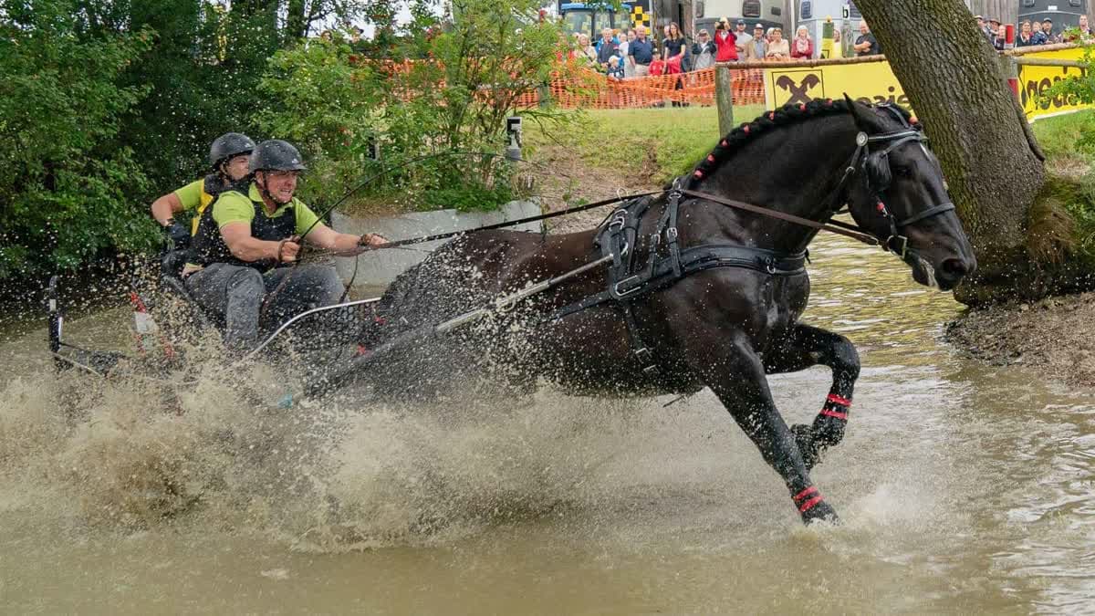 بطولة العالم للجر الفردي بالخيل
