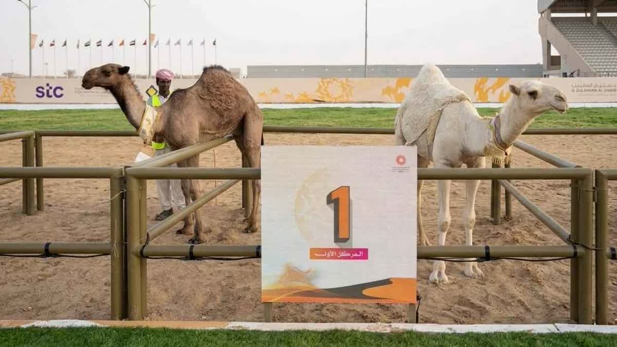 مهرجان الهجن