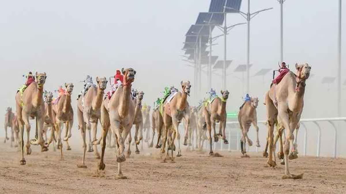 ميدان الهجن بالطائف