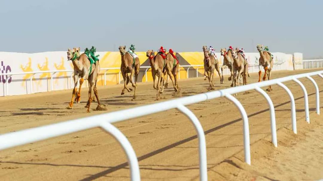 مهرجان ولي العهد للهجن