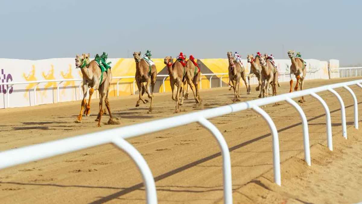 مهرجان ولي العهد للهجن