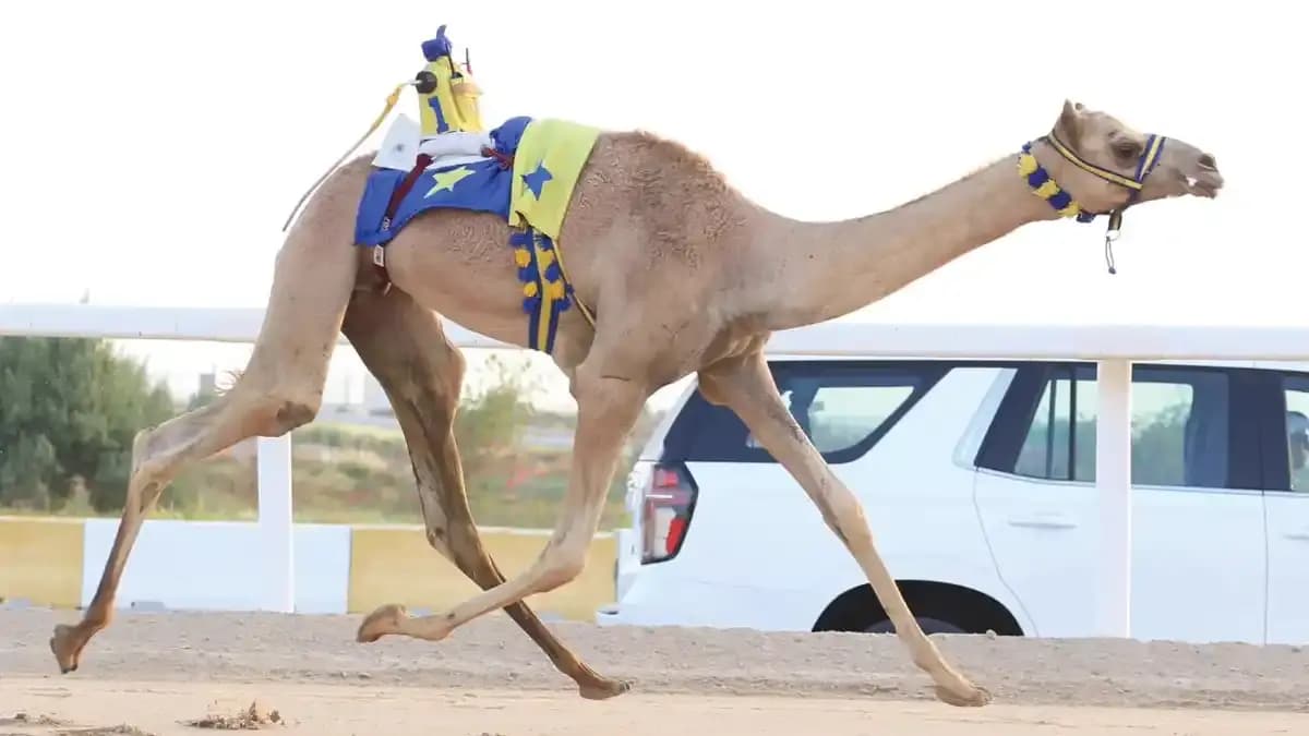 سباق الهجن