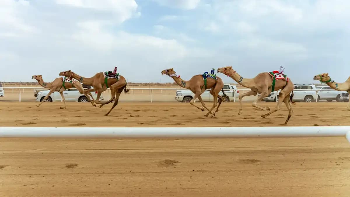 مهرجان ولي العهد للهجن