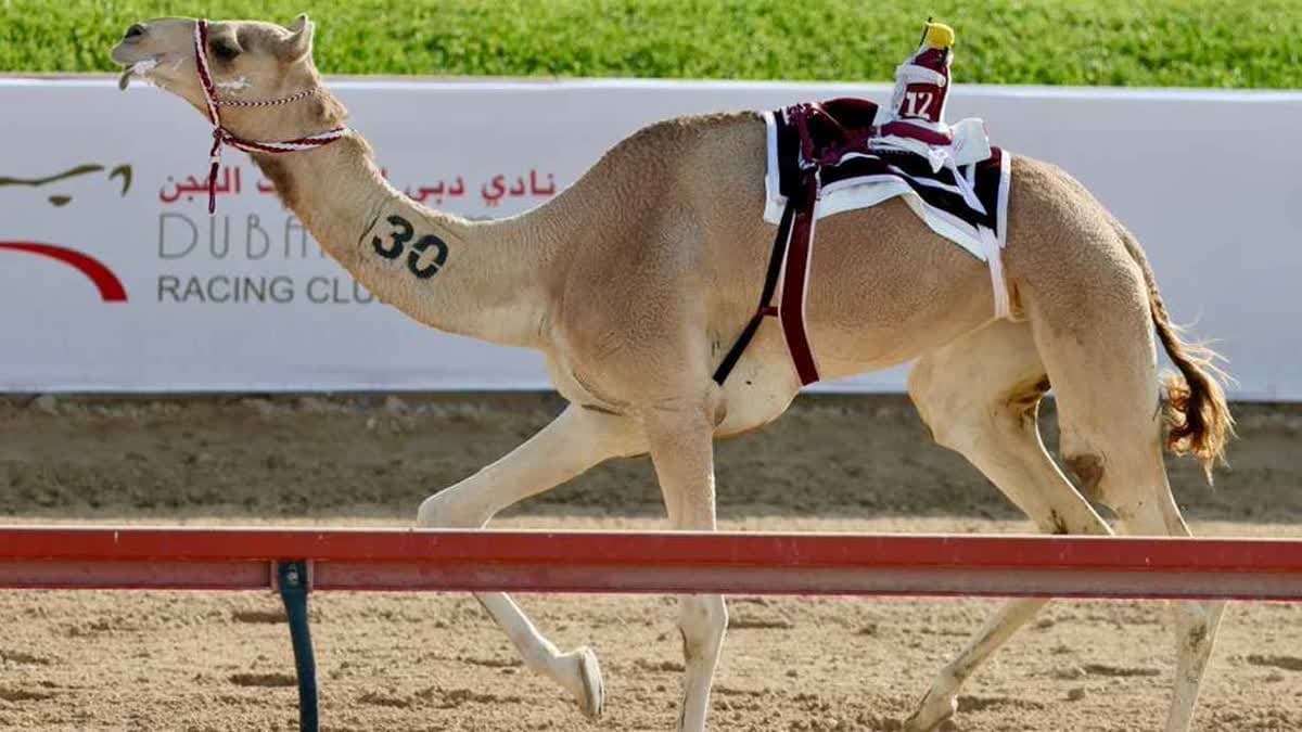 هجن الشيحانية.