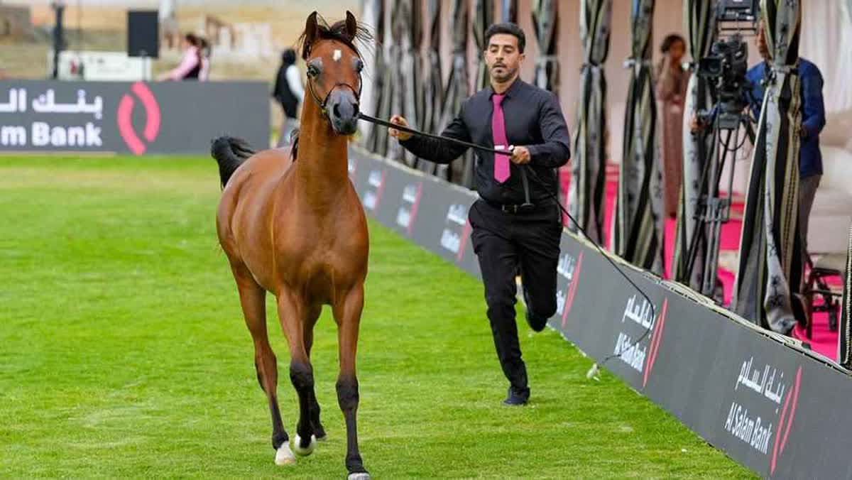 كأس الإمارات العالمي لجمال الخيل العربية