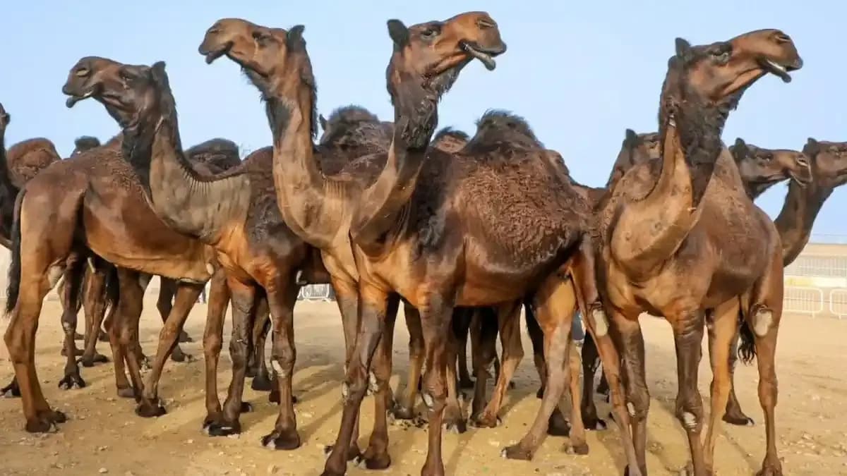 مهرجان التحدي للمفاريد