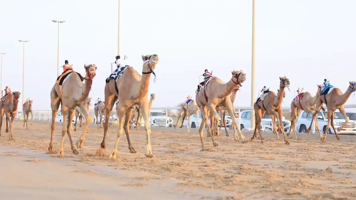 سباق الهجن
