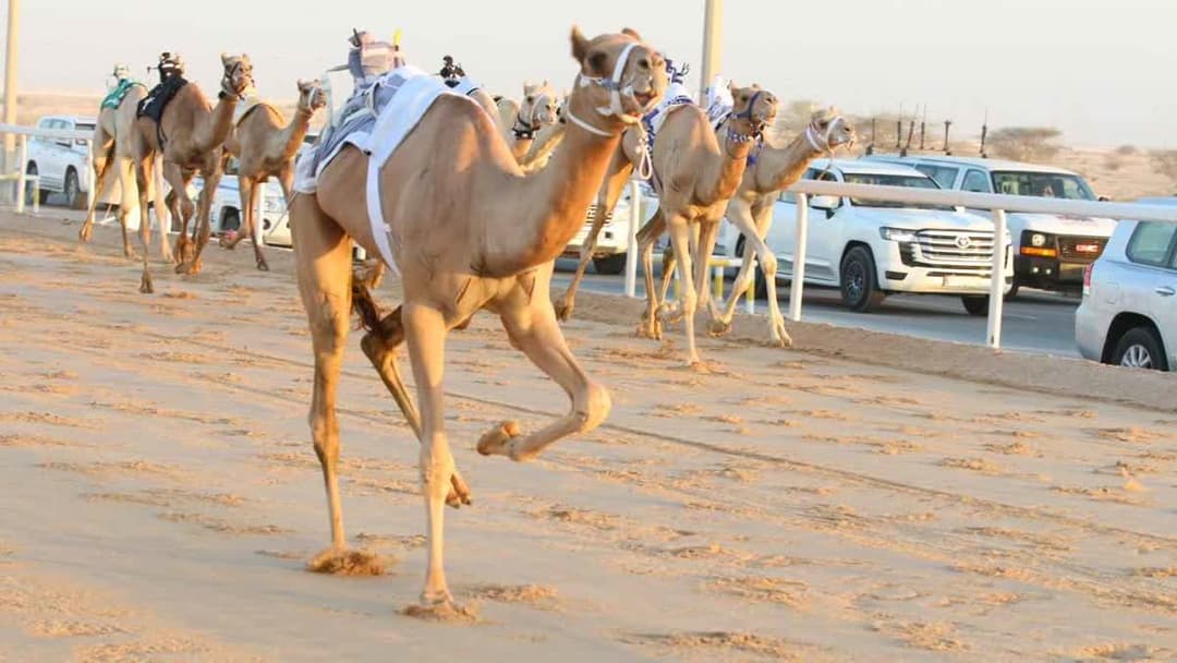 السباق المحلي الثاني للهجن