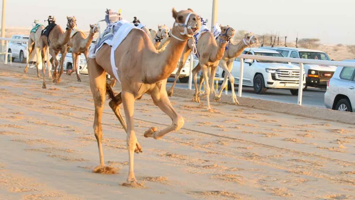 السباق المحلي الثاني للهجن