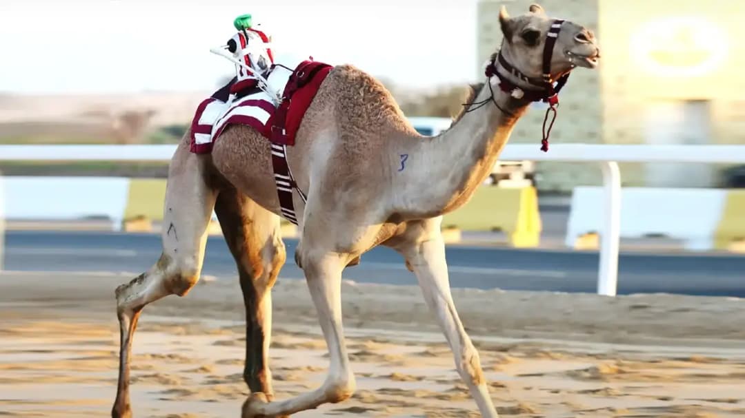 السباق المحلي الثاني للهجن