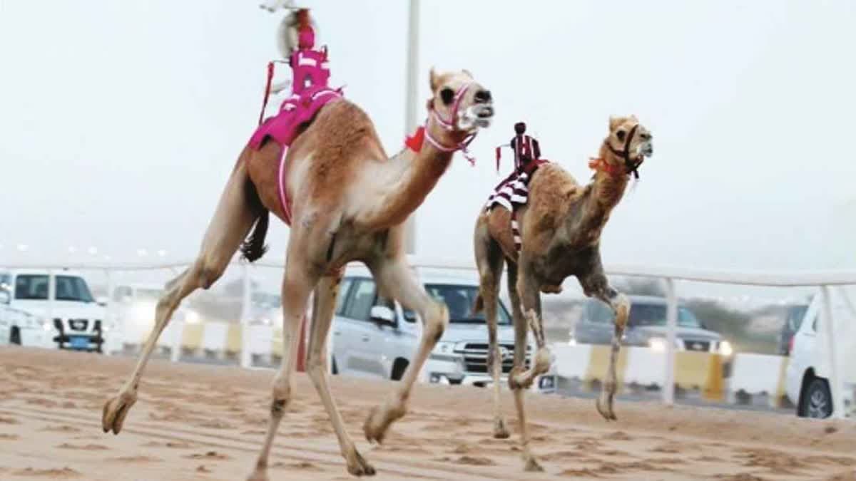 السباق المحلي الثاني للهجن