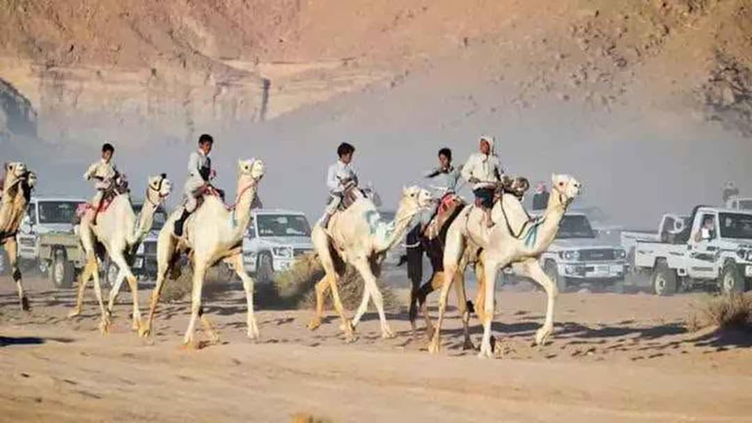 السباق التمهيدي الثاني للهجن