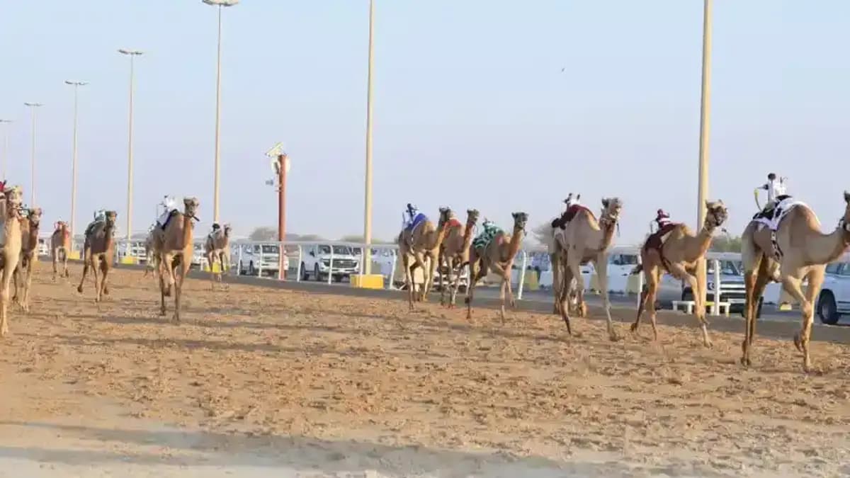 السباق المحلي الثاني للهجن