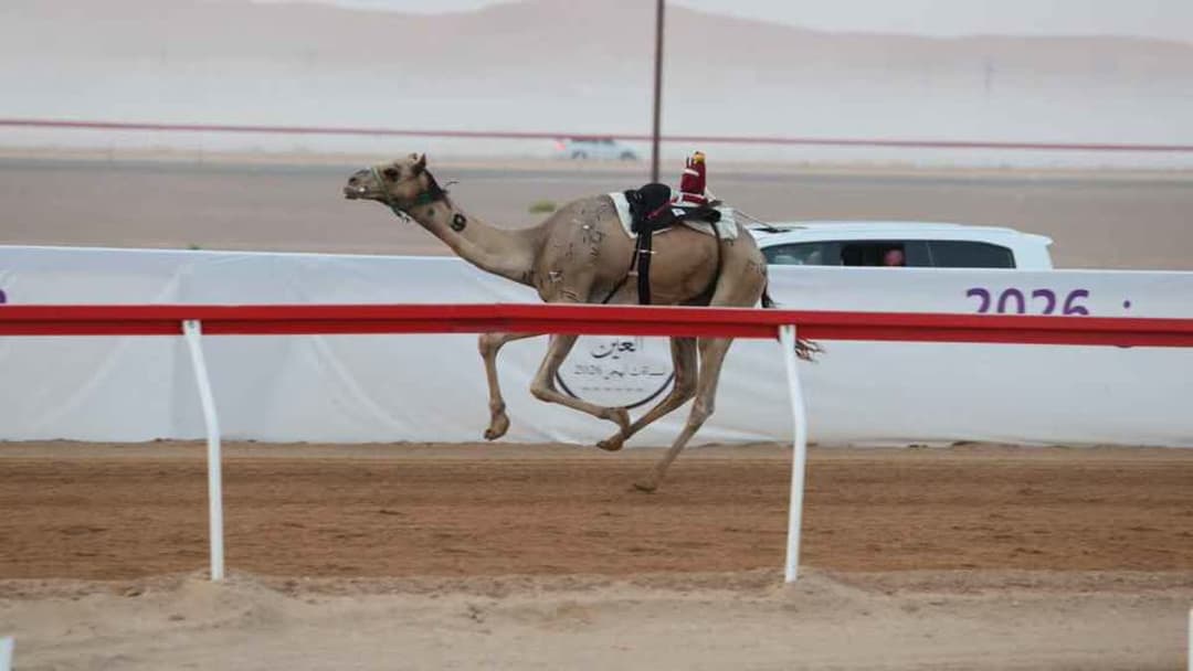 مهرجان العين لسباقات الهجن