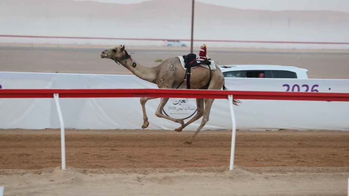 مهرجان العين لسباقات الهجن