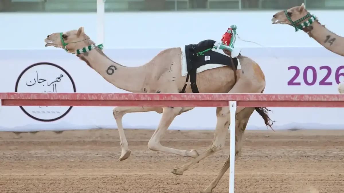 مهرجان العين للهجن