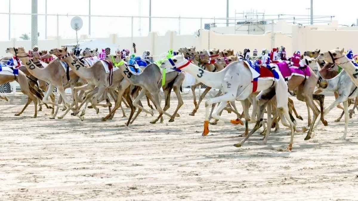المهرجان الصيفي للهجن 2026.