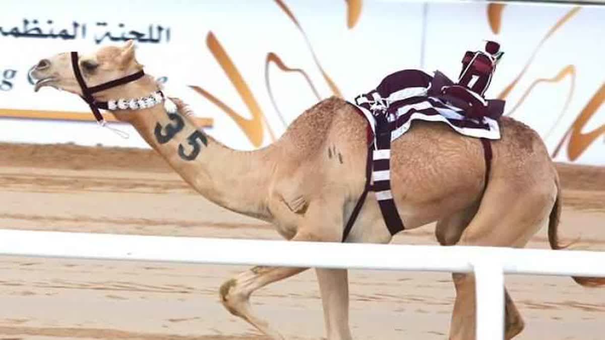 السباق المحلي الثالث للهجن