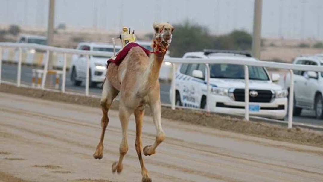 السباق المحلي الثالث للهجن