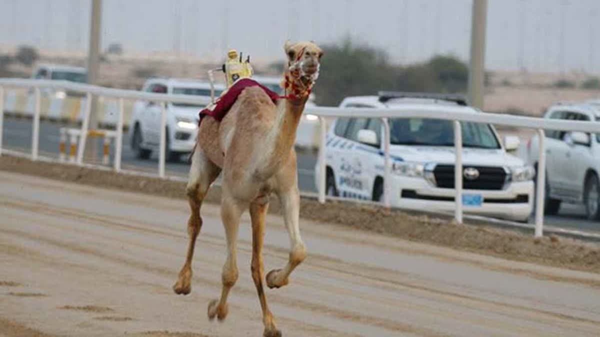السباق المحلي الثالث للهجن