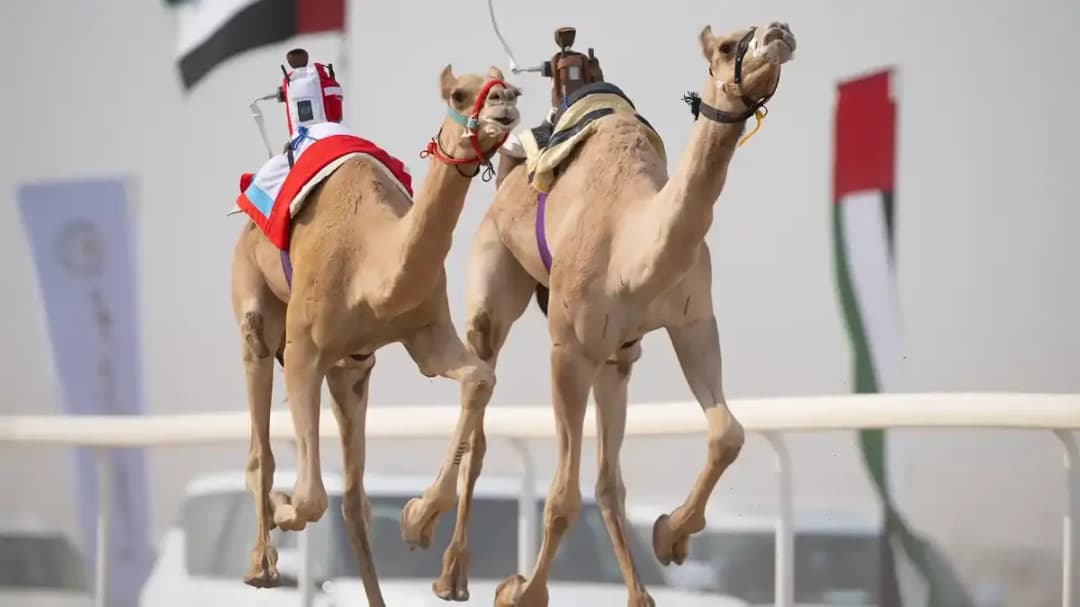 مهرجان الظفرة