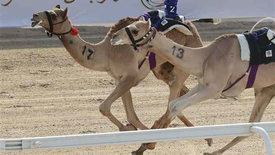 مهرجان الظفرة لسباقات الهجن