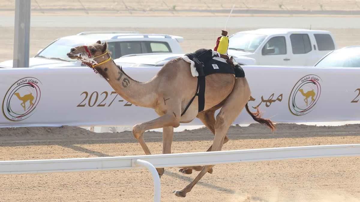 مهرجان الظفرة