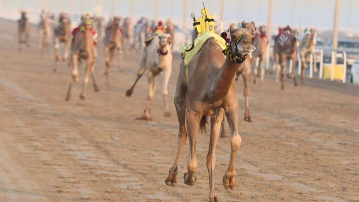 السباق المحلي الثالث للهجن