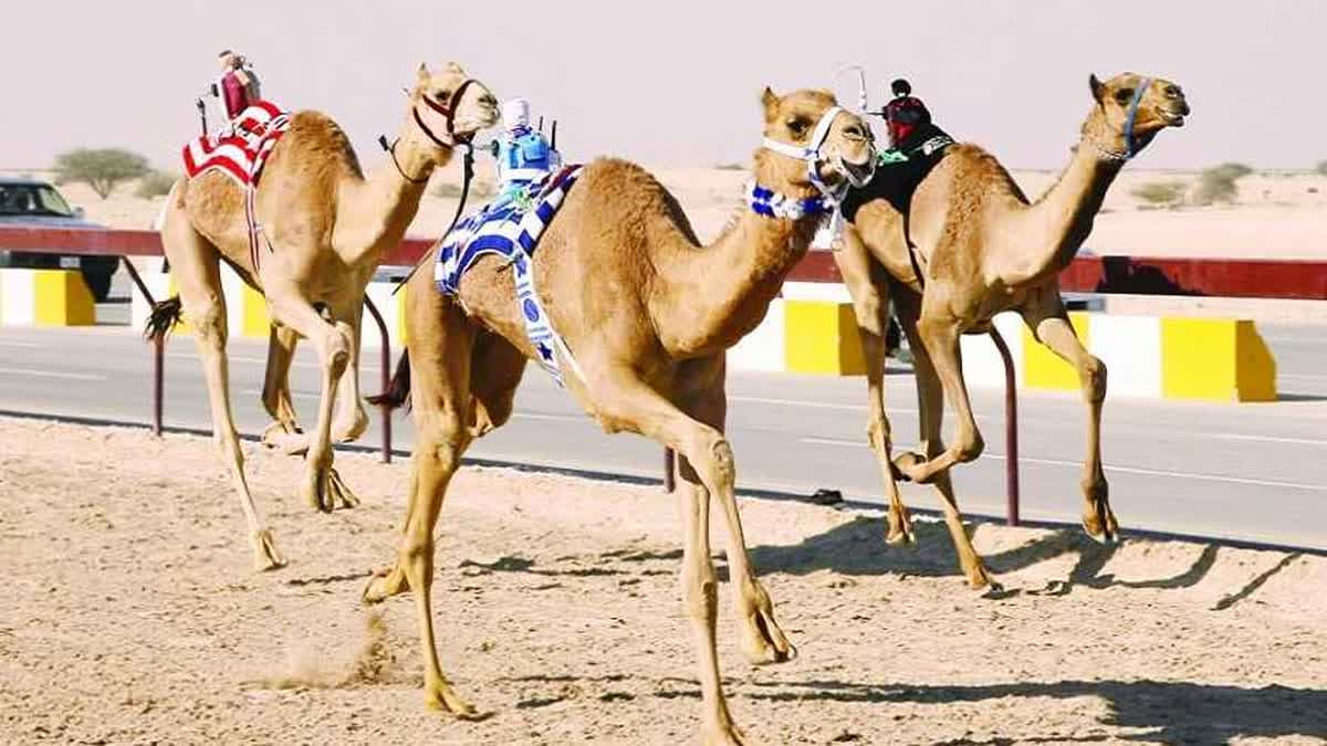 السباق المحلي الثالث للهجن