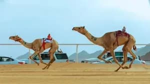 السعودية