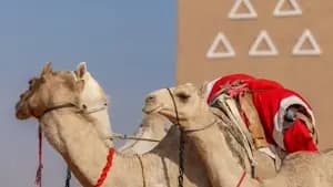 مهرجان الملك عبدالعزيز للإبل 2025