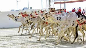مهرجان سمو الأمير للهجن