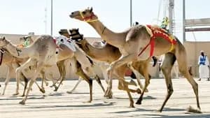 المهرجان سباقات الهجن