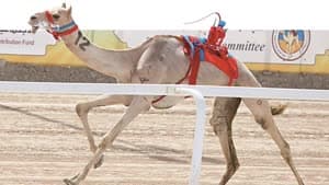مهرجان الختام للهجن في قطر