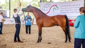 كأس الإمارات العالمي لجمال الخيل العربية