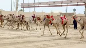 مِهرجان الهجن العربيَّة الأصيلة