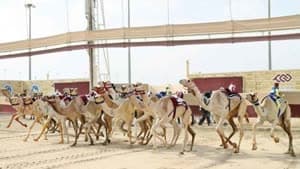 مهرجان الهجن