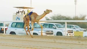 المهرجان الأغلى للهجن