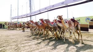 أغلى مهرجانات الهجن