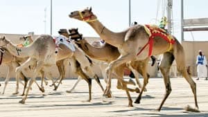 مهرجان سيف الامير للهجن